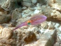 Caribbean Reef Squid 1 second later