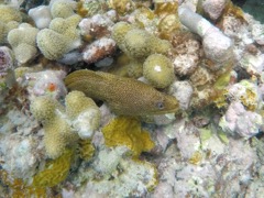 Goldentail Moray Eel
