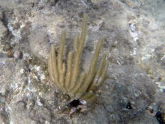 Gorgonian porous sea rod