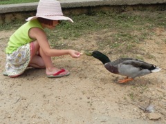 159 Duck Friend
