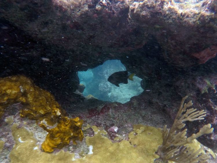 Crabcove Reef