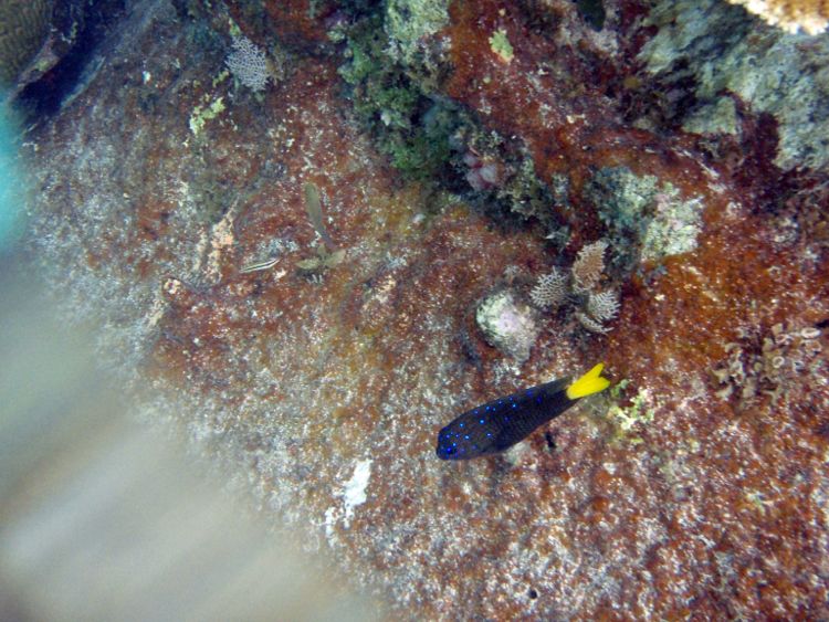 Yellowtail Damselfish - Male