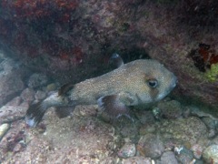 Porcupinefish (36