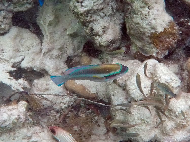 Striped Parrotfish