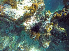 Long Spine Urchin
