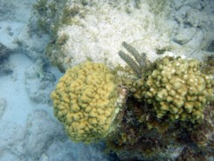 Mustard Hill Coral