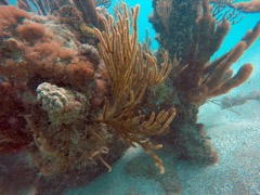 Orange Spiny Sea Rod