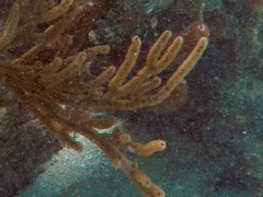 Orange Spiny Sea Rod (Close)