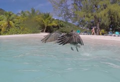 Pelican taking off 2