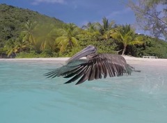 Pelican taking off 3