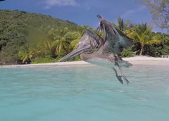 Pelican taking off 4