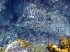 Porcupinefish (12