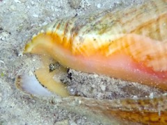 Queen Conch rolled to one side and looking at you!