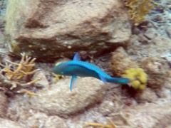 Queen Parrotfish (15