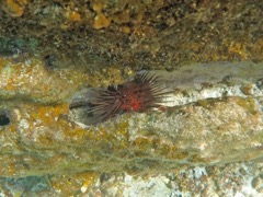 Reef Urchin