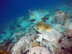 Bermuda Chub