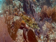 Scrawled Filefish close