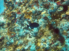 Black Durgon Filefish