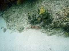 Spotted Goatfish (red phase)