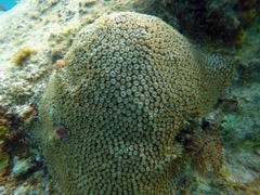 Star Coral