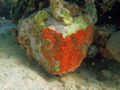Star Encrusing Sponge