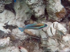 Striped Parrotfish
