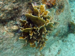 Thin Leaf Leettuce Coral