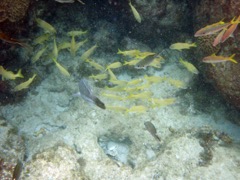 Yellow Goatfish Juvenile