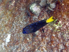 Yellowtail Damselfish - Male