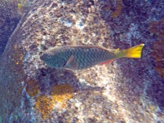 Yellowtail Parrotfish (12