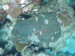 Boulder Brain Coral
