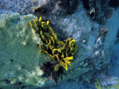 Brown Encrusting Octopus Sponge (Algae makes it green)