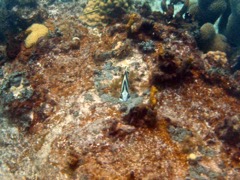 Banded Butterflyfish