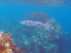 Great Barracuda (3')