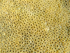Great Star Coral (Close)