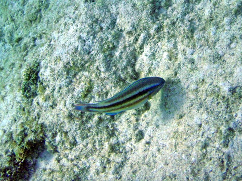 Princess Parrotfish Juvenile