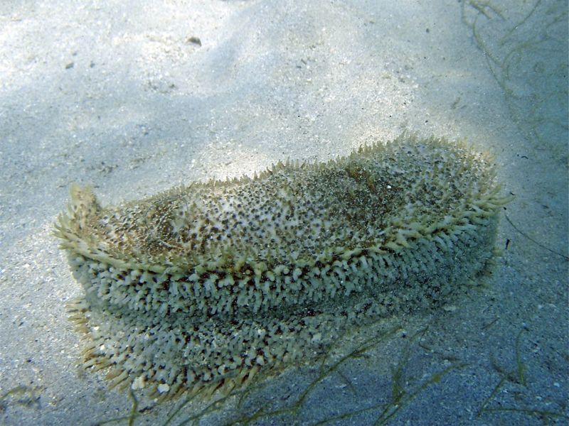 Three-Rowed Sea Cucumber tube feet