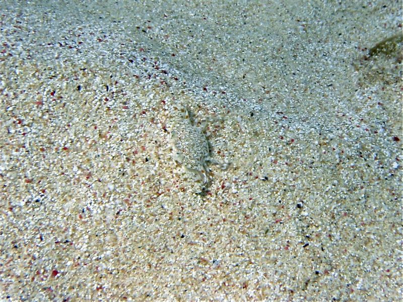 Blotched Swimming Crab