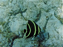 French Angelfish Juvenile