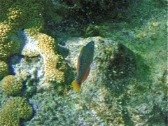 Greenblotch Parrotfish