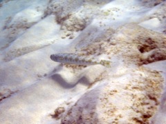 Inshore Lizardfish Swimming