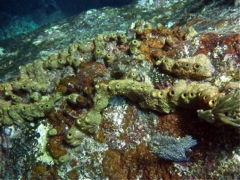 Lumpy Overgrowing sponge
