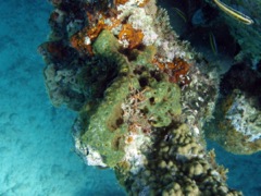 Lumpy overgrowing sponge (with green algae)