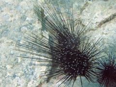 Mysid Shrimp with Longsping Urchin