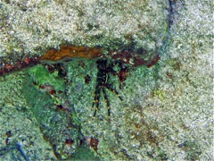 Nimble Spray Crab