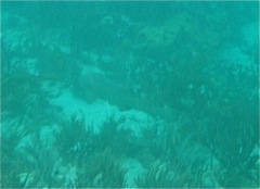 Nurse Shark (swimming away & too far for good picture)
