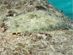 Peacock Flounder