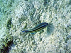 Princess Parrotfish Juvenile