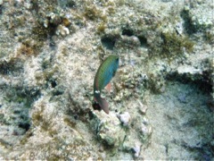 Redband Parrotfish Ini