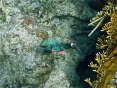 Redband Parrotfish Init